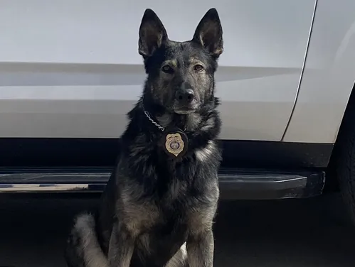 K9 Bradley next to a vehicle