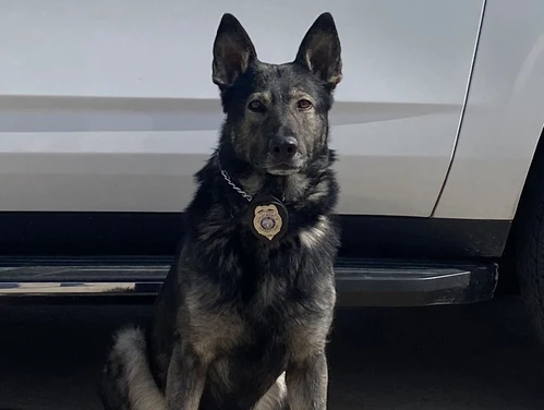Feature Image - K9s - Bradley.jpg