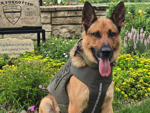 K9 Khaos in his vest in front of the building