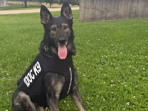 K9 Bradley in his vest in front of the building