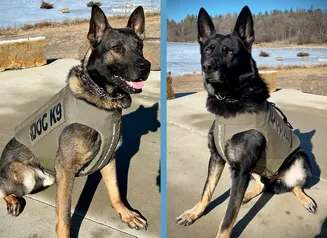 A split screen of the K9s Otto and Tank