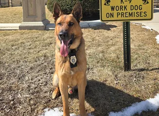 K9 Khaos standing next to a sign