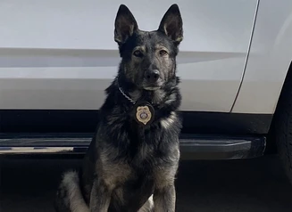 Feature Image - K9s - Bradley.jpg