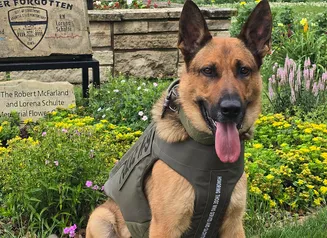 K9 Khaos in his vest in front of the building