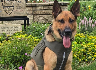 K9 Khaos in his vest in front of the building