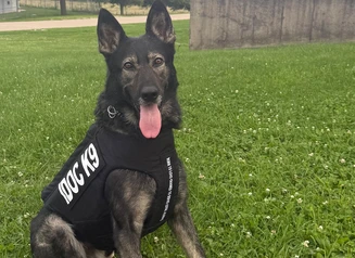 K9 Bradley in his vest in front of the building